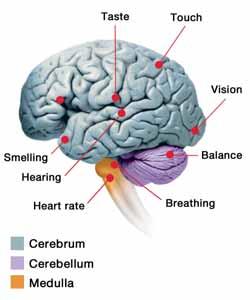 CHAPTER 18: VISION AND HEARING The brain What is the brain? The brain has three parts The cerebrum The cerebellum The medulla The brain is the processing and control center of your nervous system.