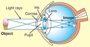 When the light is dim, the iris opens up and the pupil gets larger (Figure 18.5). An image is a picture of an object formed where light rays meet.