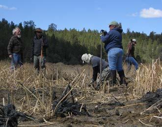 volunteered their time to remove many bulrushes from a stock pond for transplant!