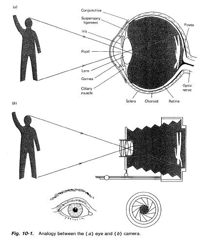 The Eye: Analogy to the Camera Lens and cornea Iris (diaphram) Ciliary muscle