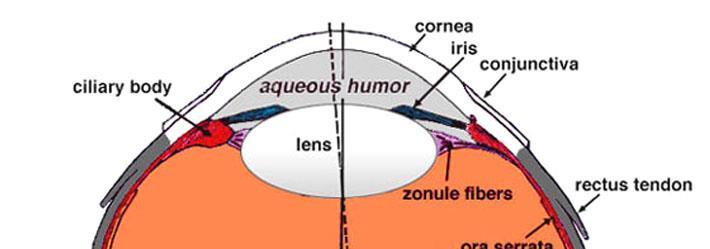 The Lens system: Imaging &Focusing Most converging of light is by the cornea.