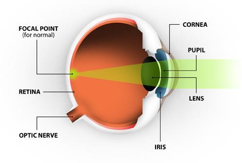The retina: Light