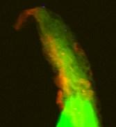 Cu oxidation state mapping in Drosophila (Cu efflux transporter ATP7 knockout) Cuticle Lymph (blood) 2D XFM Cu Fe Compton Midgut 2D Fluor. Tomography section Possible section planes 7 Hindgut 0.