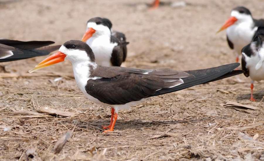 An event that offered excellent wildlife viewing with plenty of photographic opportunities for waterside birds and in particular a sizeable flock of African Skimmers.