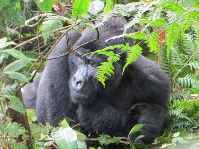 Buhoma is particularly famous for its gorilla trekking opportunities and most of us had opted to go in search of our close cousins.