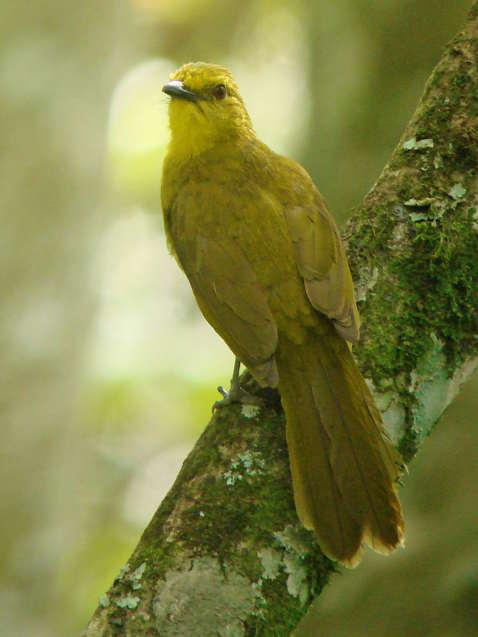 Ansorge s Greenbul Eurillas ansorgei Small numbers in Bwindi Impenetrable Forest. Plain Greenbul (Cameroon Sombre G) Eurillas curvirostris Small numbers in Mabira, Budongo and Kibale Forests.