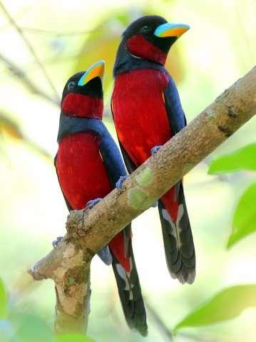 the sought-after Black-thighed Falconet, the tiny, fast-flying Vernal Hanging Parrot, Thick-billed and rare Yellowvented Green Pigeons, Green-billed Malkoha, Asian Emerald, Violet and Banded Bay