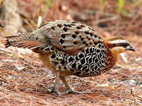 There is also a chance of flushing a Rain Quail or Common Buttonquail while birding in this area.