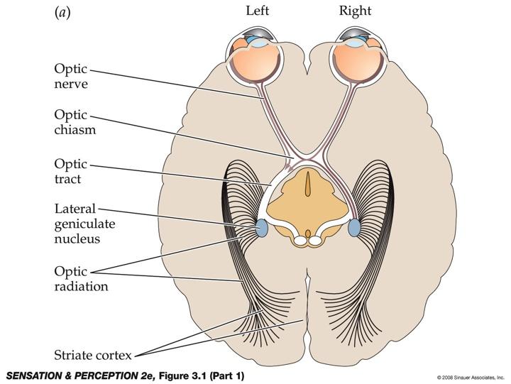 early visual pathway eye eye optic nerve optic chiasm optic tract thalamus: lateral geniculate nucleus (LGN)