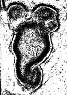 apparatus genital (uterus,