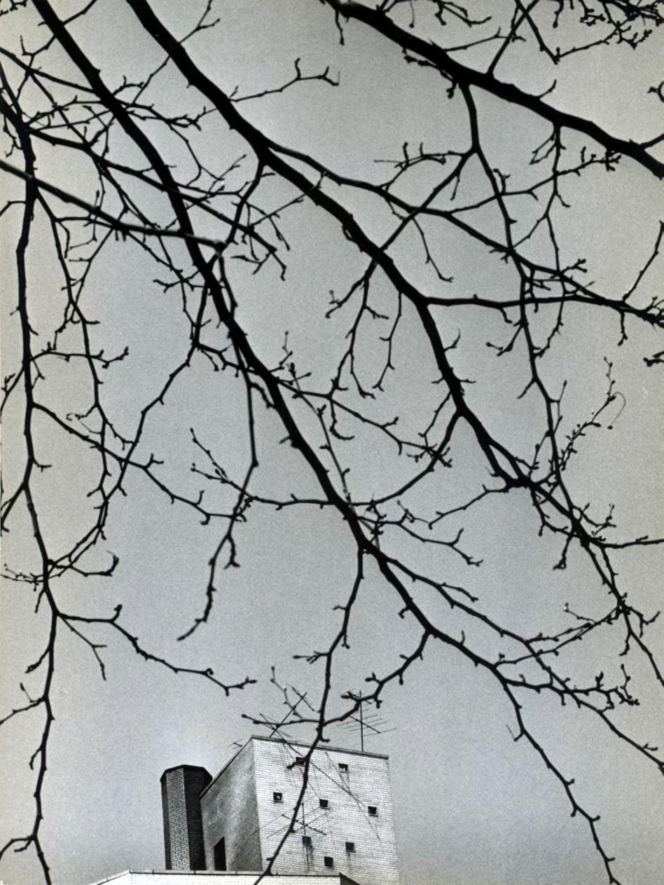 Untitled (Branches and Building), 1969 Gelatin