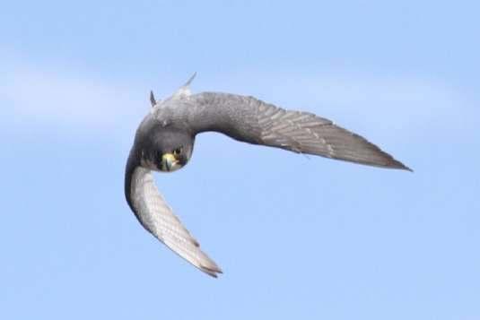 Dates and Times 2019 Saturday 29 June and Sunday 30 June 2019. 9am 5.30 pm The Organisers Organised by the National Centre for Birds of Prey.