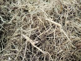 Mycelium are a network of fine white, branching filaments, the connective tissue that simultaneously decomposes organic material while providing nutrients to plants,