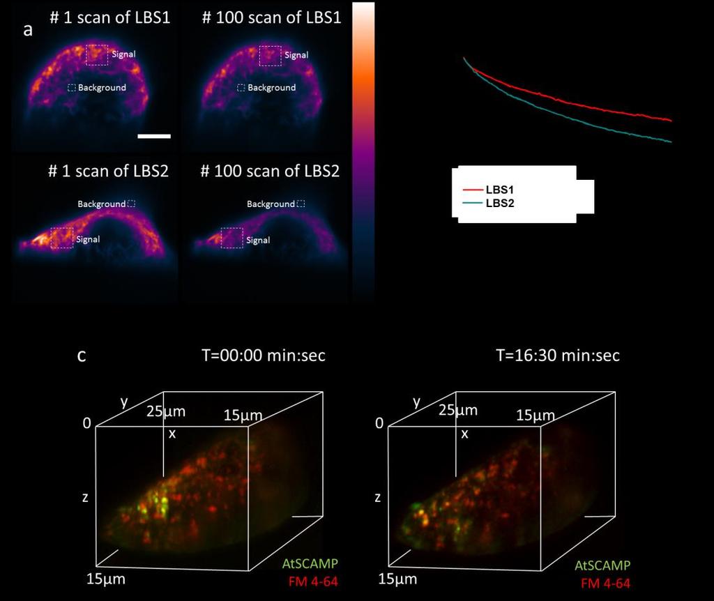 Supplementary Figure 4 Photobleaching of LBSs. Microtubules in HT22 cells are continuously scanned by LBS over a range of 40 µm using 200 nm step size and 30 ms exposure time at each layer.