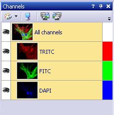 The user interface: components Channels PLEASE NOTE Appearance of the Channels tool window when a multi-channel image is loaded.