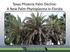 Texas Phoenix Palm Decline: A New Palm Phytoplasma in Florida A new palm phytoplasma in Florida