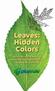 Leaves: Hidden Colors. Activities for children and adults that build upon PlayTrail experiences outdoors