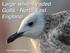 Large white headed Gulls - North East England. Caspian Gull Chris Gibbins