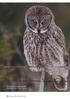 Great Gray Owl listening for prey from a barbed wire fence. Photo: J. Spallin