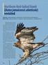 Northern Red-tailed Hawk (Buteo jamaicensis abieticola) revisited