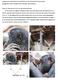 Supplementary Information: Long-sightedness in old wild bonobos during grooming