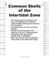 Common Shells of the Intertidal Zone