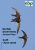 Norfolk Biodiversity Action Plan. Swift in flight (Steve Blain) Swift (Apus apus)