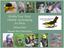 Birdify Your Yard: Habitat Landscaping for Birds. Melissa Pitkin Klamath Bird Observatory