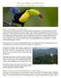 PANAMA S BIRDS AND WILDLIFE
