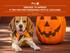 DRESSED TO IMPRESS 5 TIPS FOR PHOTOGRAPHING PETS IN COSTUMES