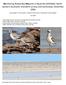 Monitoring Yellow Sea Migrants in Australia (MYSMA): Northwestern Australian shorebird surveys and workshops, December 2008