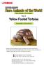 Vol.3 Yellow Footed Tortoise