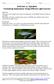 GloFish vs. Zebrafish Comparing Appearance Using Different Light Sources