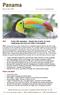 The sight of the multi-coloured beak of a Keel-billed Toucan is always an eye-catching event Brian Small, Limosa Holidays