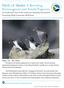 Birds of Alaska: A Breeding Extravaganza and Asiatic Vagrants