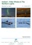 Iceland Killer Whales & The Northern Lights