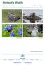 Naturetrek Tour Report June Bonxie (great Skua) Shetland Bumble Bee