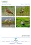 Naturetrek Tour Report 24 April - 3 May Crested Lark. Squacco Herons