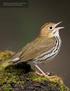 Though hard to spot, the ovenbird is one of the most commonly heard warblers in New Hampshire.
