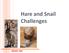 Hare and Snail Challenges READY, GO!