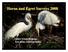Heron and Egret Surveys Citizen Science Program New Jersey Audubon Society