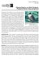 Riparian Raptors on USACE Projects: Peregrine Falcon (Falco peregrinus)