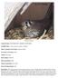 Female in nestbox. Common Name: SOUTHEASTEN AMERICAN KESTREL. Scientific Name: Falco sparverius paulus Linnaeus