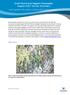 Swift Parrot and Regent Honeyeater August 2017 Survey Summary