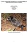 A review of the biology and ecology and an evaluation of threats to the Westland petrel Procellaria westlandica