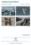 Naturetrek Tour Report 24 May - 1 June Jokulsarlon ice lagoon. Red-necked Phalaropes