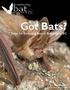 bat community programs of BC Got Bats? 7 Steps for Excluding Bats in Buildings in BC October 2017 Townsend s Big-eared Bat photo Jared Hobbs
