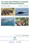 Sri Lanka- Blue Whales & Leopards including Sinharaja Extension