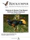 Malaysia & Borneo Trip Report Rainforest Birds & Mammals