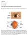 A. The Eye A1. Eye in detail